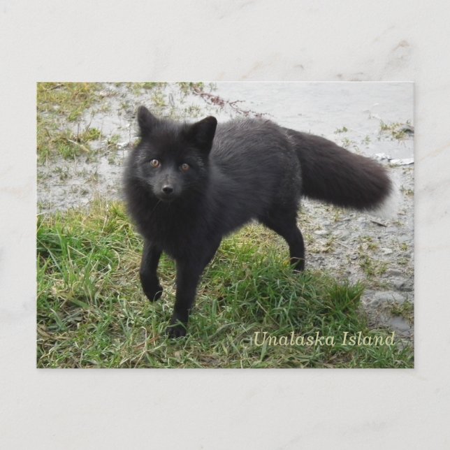 Schwarzer Fox auf der Insel Unalaska Postkarte (Vorderseite)