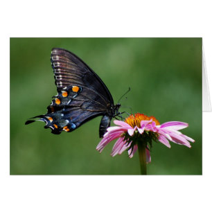 Schwarzer Frack-Schmetterling auf Coneflower