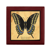 Schwarzer Frack-Schmetterling