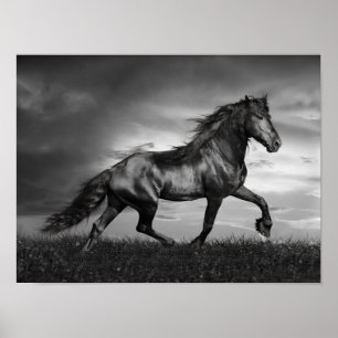 Schwarzer Friesischer Stallion Prancing durch das Poster