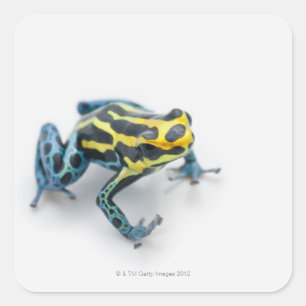 Schwarzer, gelber und blauer Gift-Pfeil-Frosch Quadratischer Aufkleber