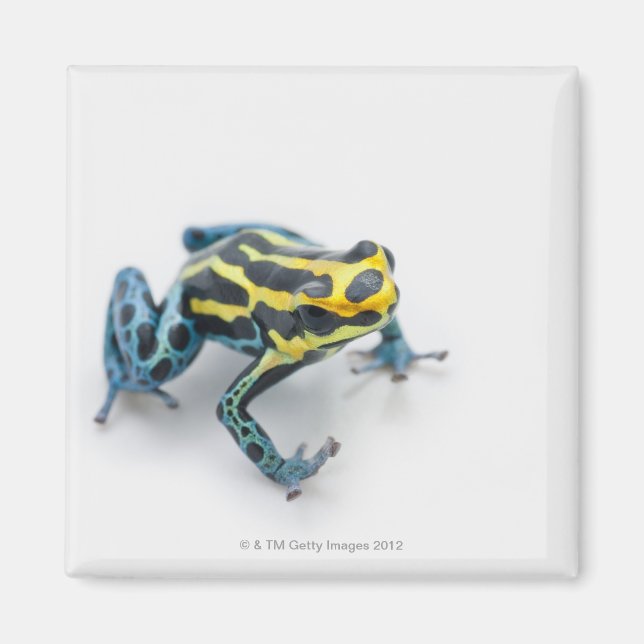 Schwarzer, Gelber und Blauer Giftfrösch Magnet (Vorne)