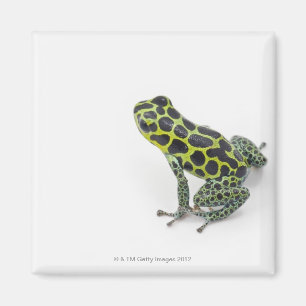 Schwarzer Gepunktet-grüner Gift-Dart-Frosch Magnet