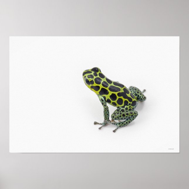 Schwarzer Gepunktet-grüner Gift-Dart-Frosch Poster (Vorne)
