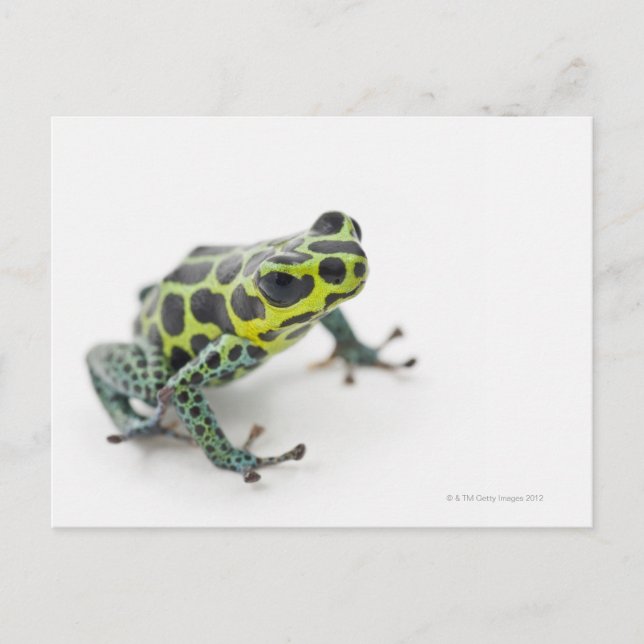 Schwarzer Gepunktet-grüner Gift-Dart-Frosch Postkarte (Vorderseite)