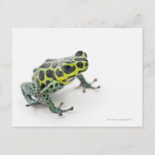 Schwarzer Gepunktet-grüner Gift-Dart-Frosch Postkarte