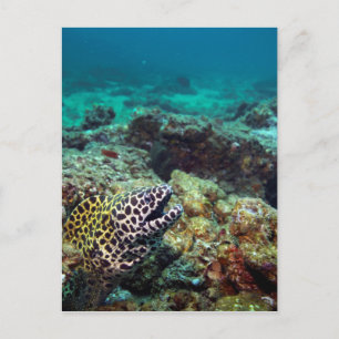 Schwarzer gepunkteter Morgenaal Postkarte