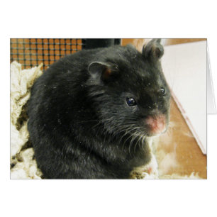 Schwarzer Hamster
