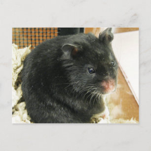 Schwarzer Hamster Postkarte