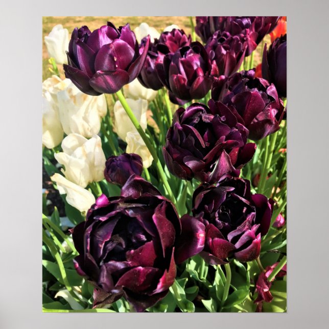 Schwarzer Held Tulips, Oregon Poster (Vorne)