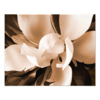 Schwarzer Hintergrund der weißen Magnolia-Blume