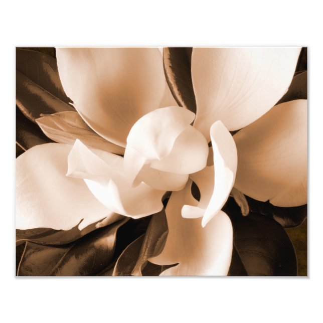Schwarzer Hintergrund der weißen Magnolia-Blume Fotodruck (Vorne)