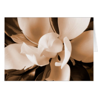 Schwarzer Hintergrund der weißen Magnolischen Blum