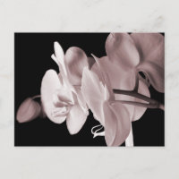Schwarzer Hintergrund der weißen Orchideen-Blume A