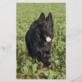 Schwarzer Hund