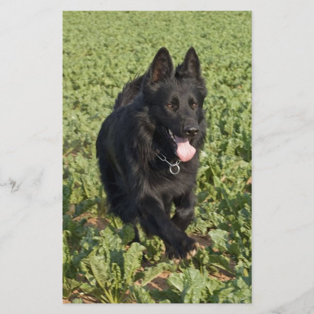 Schwarzer Hund (Vorderseite)