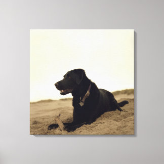 Schwarzer Hund auf Sand mit Stock Leinwanddruck
