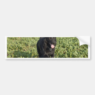 Schwarzer Hund Autoaufkleber