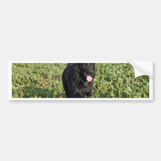 Schwarzer Hund Autoaufkleber (Vorne)