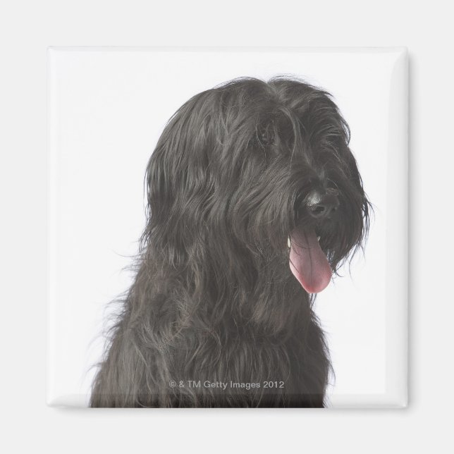 Schwarzer Hund, Briard Magnet (Vorne)