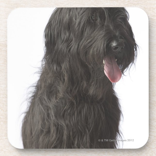 Schwarzer Hund, Briard Untersetzer (Vorderseite)