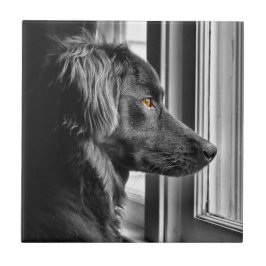 Schwarzer Hund Fliese