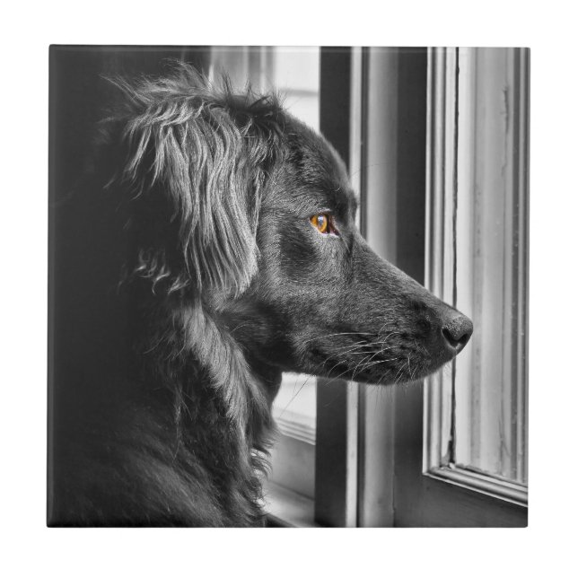 Schwarzer Hund Fliese (Vorderseite)