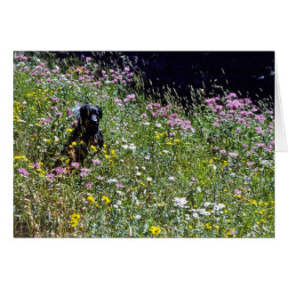 Schwarzer Hund in Blume
