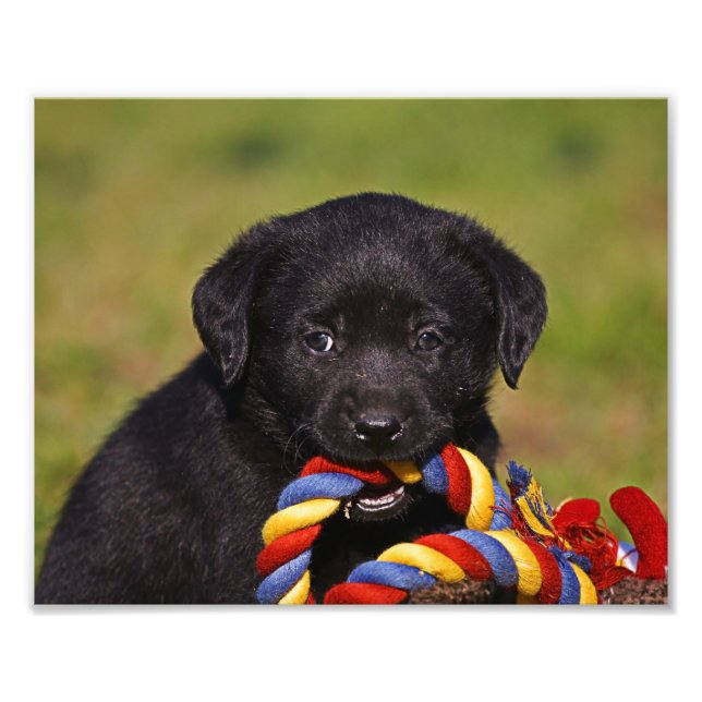 schwarzer Hund Labrador Retriever Welpe Fotoposter Fotodruck (Vorne)