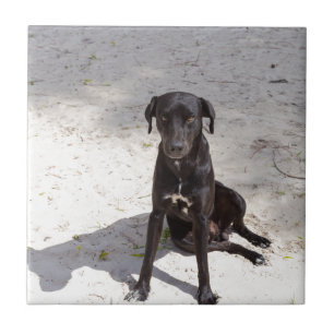 Schwarzer Hund mit bösen Augen Fliese