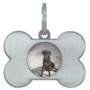 Schwarzer Hund mit bösen Augen Tiermarke