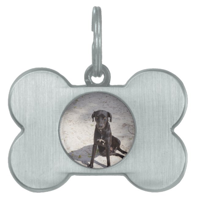 Schwarzer Hund mit bösen Augen Tiermarke (Vorderseite)