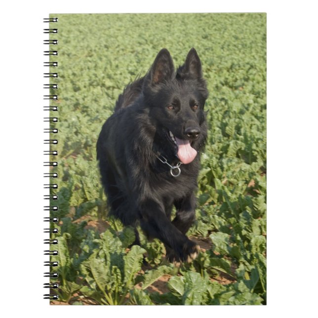 Schwarzer Hund Notizblock (Vorderseite)