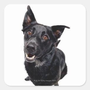 Schwarzer Hund Quadratischer Aufkleber