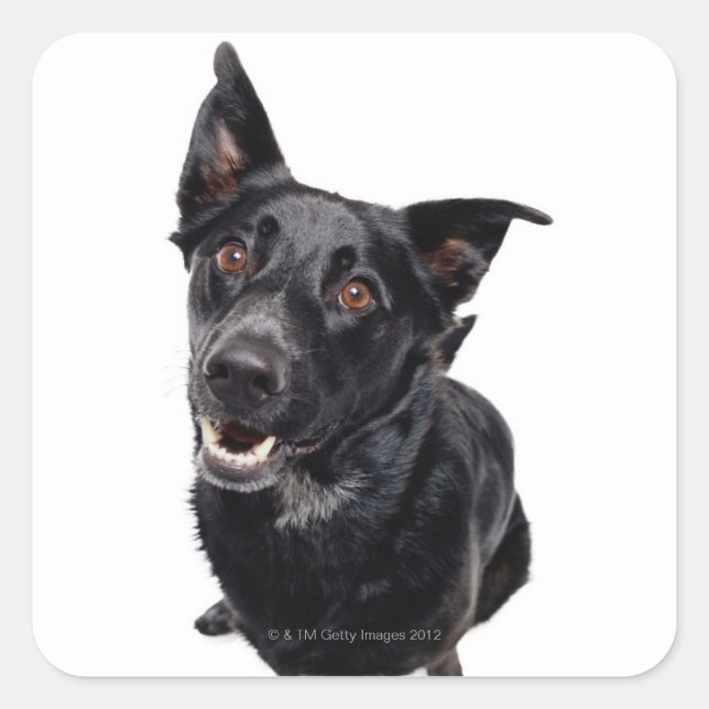 Schwarzer Hund Quadratischer Aufkleber (Vorderseite)