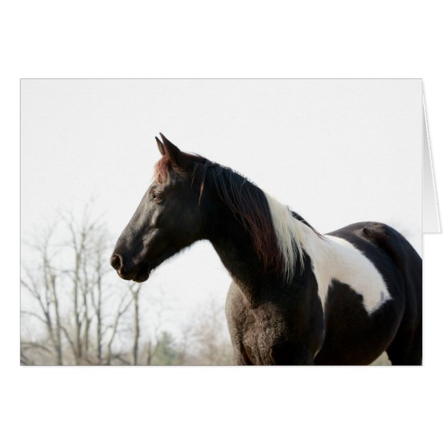 Schwarzer Jack (Vorderseite (Horizontal))