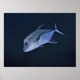 Schwarzer Jack Poster
