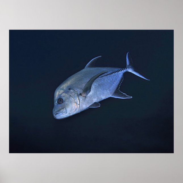 Schwarzer Jack Poster (Vorne)
