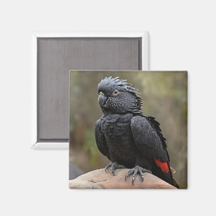 Schwarzer Kakadu Magnet