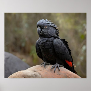 Schwarzer Kakadu Poster