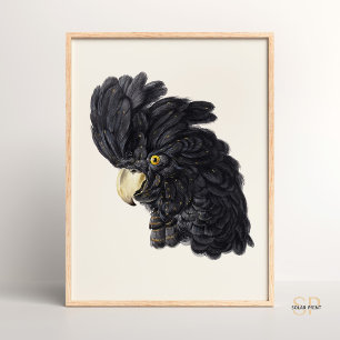 Schwarzer Kakadu von Aert Schouman Vintage Poster