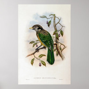 Schwarzer Katzenvogel von John Gould Poster