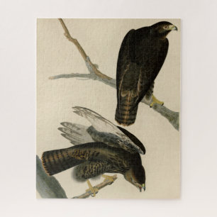 Schwarzer Krieger (Rotschwanzfalken) von Audubon-V Puzzle