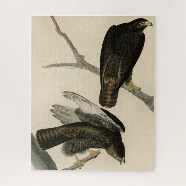 Schwarzer Krieger (Rotschwanzfalken) von Audubon-V Puzzle (Vertikal)