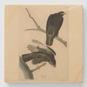 Schwarzer Krieger (Rotschwanzfalken) von Audubon-V Steinuntersetzer
