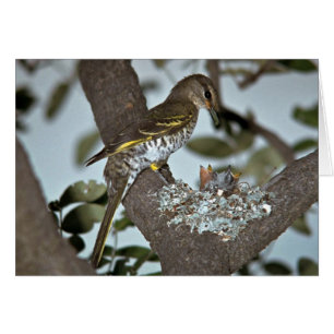 Schwarzer Kuckuck Shrike