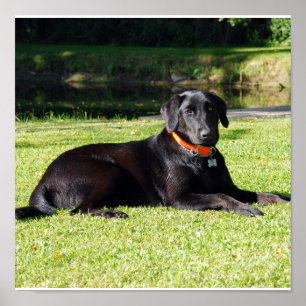 Schwarzer Lab Poster