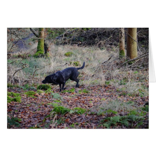 Schwarzer Labrador (Vorderseite (Horizontal))