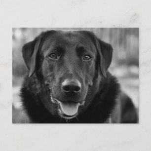 Schwarzer Labrador Foto Hund Postkarte
