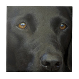 Schwarzer Labrador-Hund Fliese
